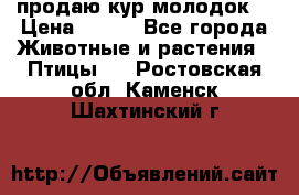 продаю кур молодок. › Цена ­ 320 - Все города Животные и растения » Птицы   . Ростовская обл.,Каменск-Шахтинский г.